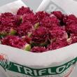 Тюльпан Cranberry Thistle 12+