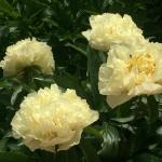 Півонія Sunny Girl 3/5 (5 шт)