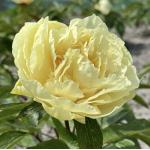 Півонія Sunny Girl 3/5 (5 шт)