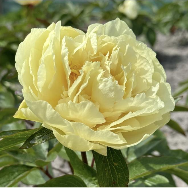 Півонія Sunny Girl 3/5 (5 шт)