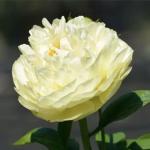 Півонія Sunny Girl 3/5 (5 шт)