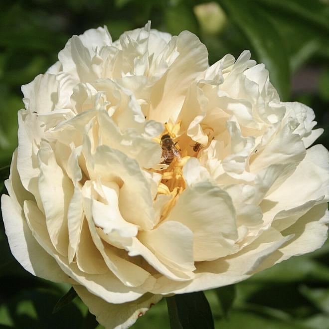 Півонія Sunny Girl 3/5 (5 шт)
