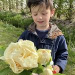 Півонія Sunny Girl 3/5 (5 шт)
