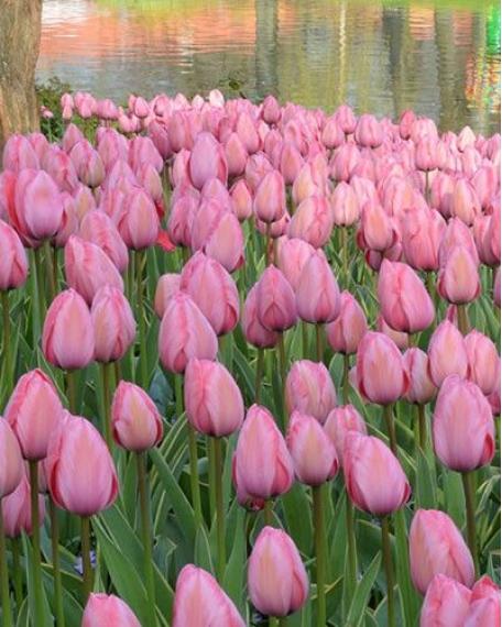 Тюльпан pink impression фото и описание