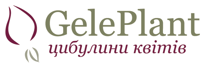 Магазин GelePlant - Луковицы цветов оптом